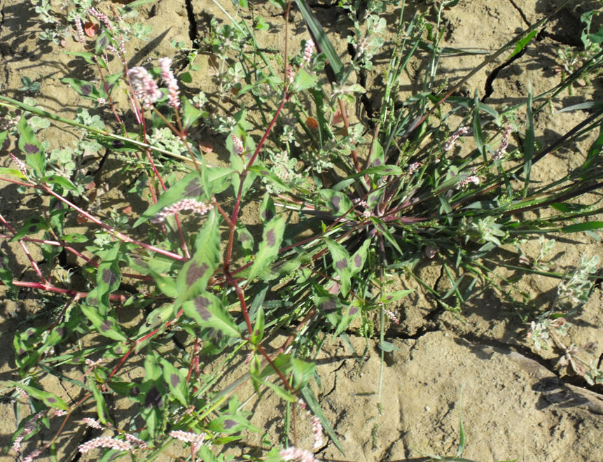 Persicaria cfr. lapathifolia